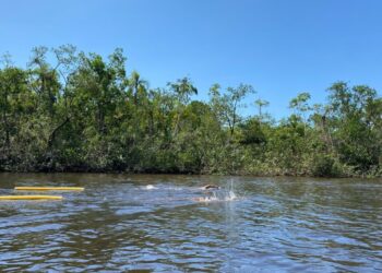 Mais de 60 atletas nadam no Rio Guaratuba com a Rota55