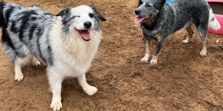 Vem para o Aquamundo em Ubatuba? Proporcione um dia inesquecível para seu cão!