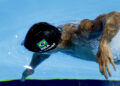 Guilherme Caribé na final dos 100m livre!