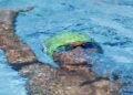 Como assistir AO VIVO o Brasileiro Infantil de Inverno na Swim Channel TV