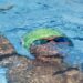 Como assistir AO VIVO o Brasileiro Infantil de Inverno na Swim Channel TV