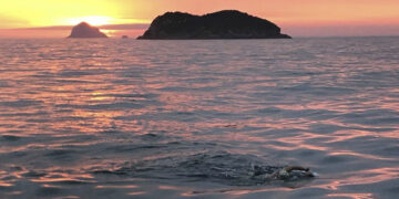 Por qué nadar de Leme a Pontal es uno de los mayores desafíos de Brasil y de América Latina